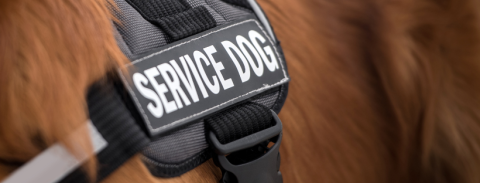 Service Dog photo